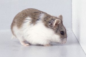 Hamsterii pitici rusesti Campbell – Phodopus campbelli